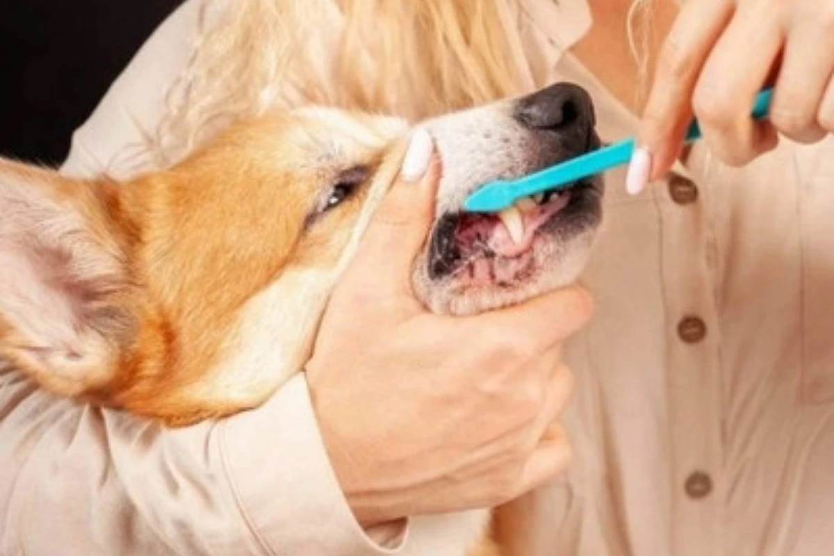 how to brush your dog's teeth a step-by-step guide