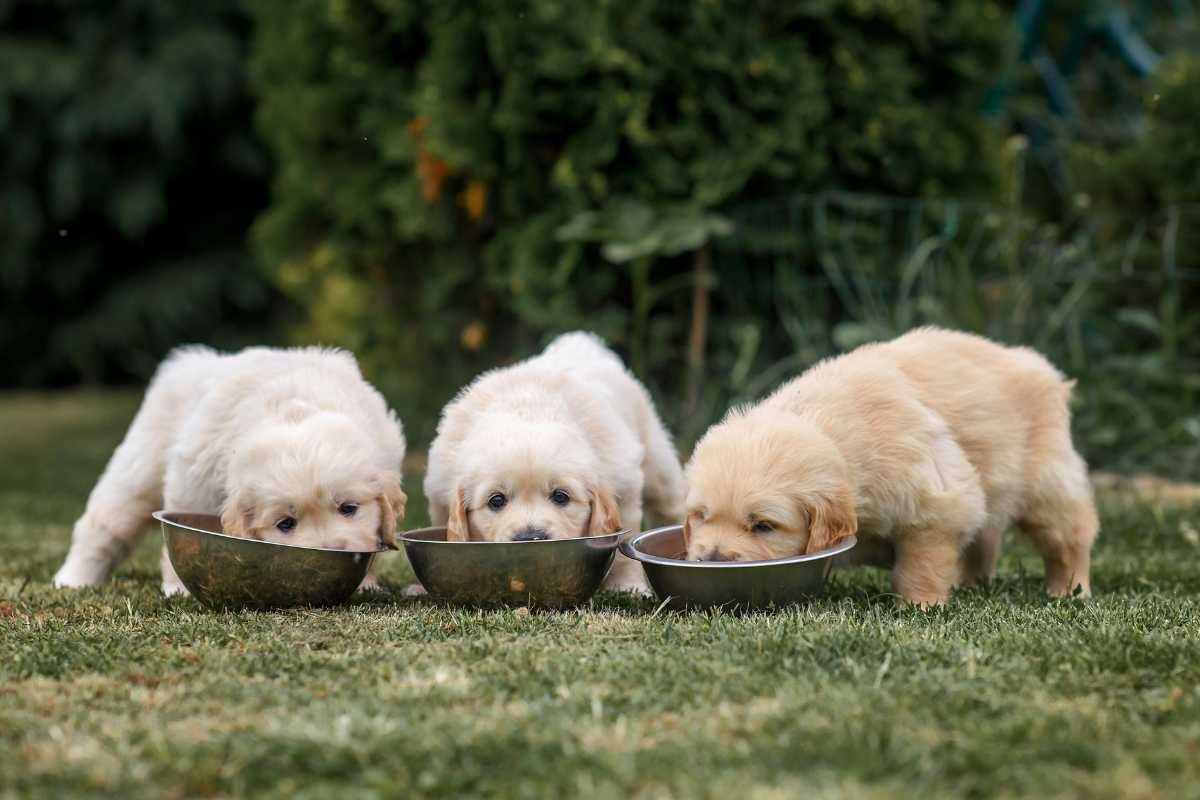 best puppy food brands recommended by us vets for healthy growth