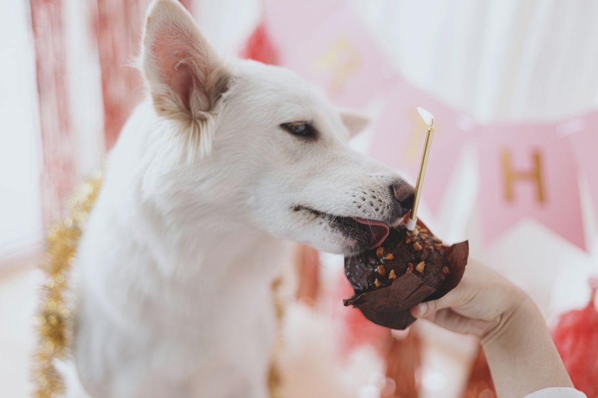 is chocolate poisonous to dogs? a christmas safety guide for pet owners