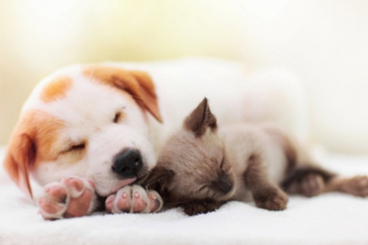 A Veterinarian’s Guide for New Puppy and Kitten Parents