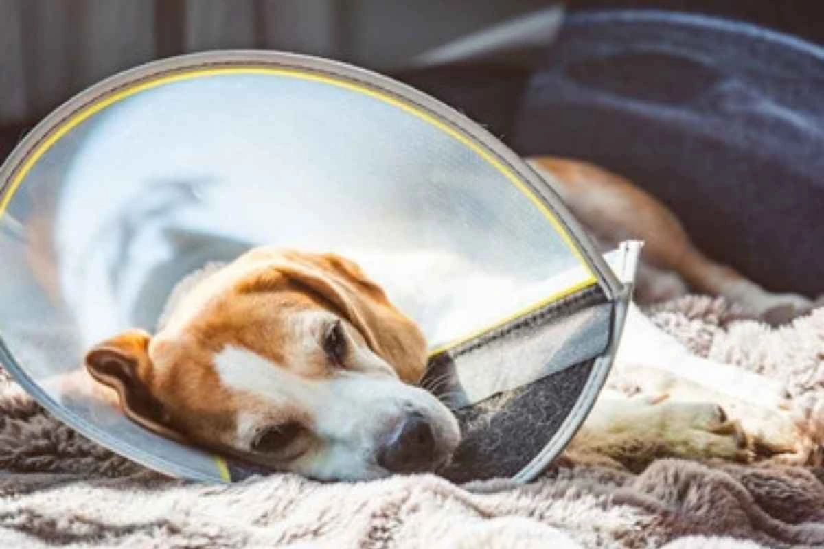 common-veterinary-surgeries-dogs-cats