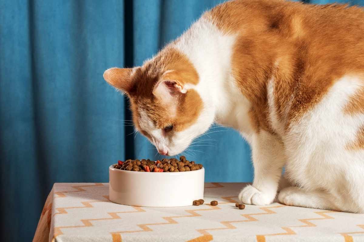 healthiest-food-for-senior-cats-vet-nutrition-guide