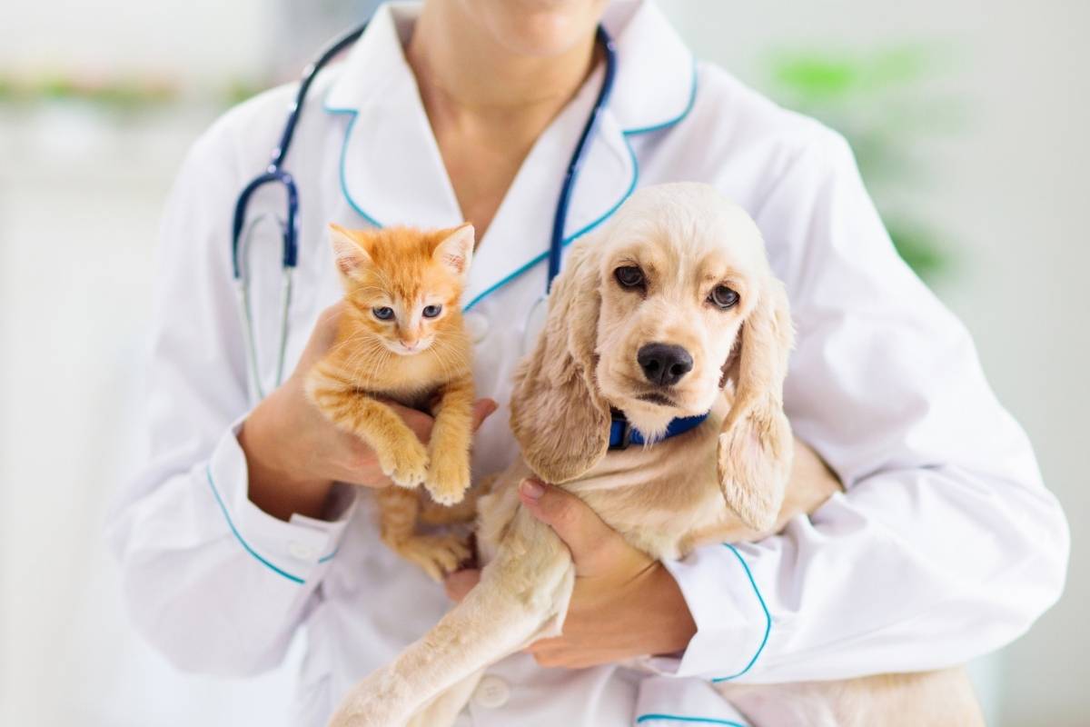 full-veterinary-check-up-what-to-expect