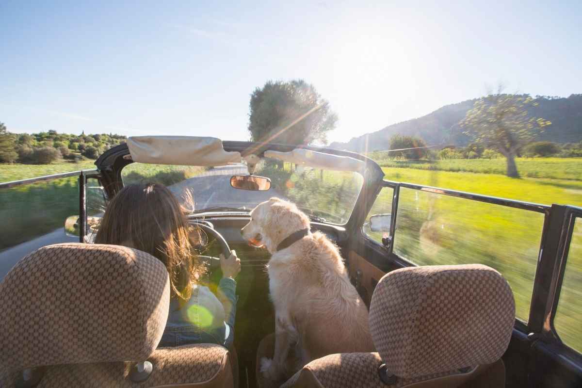 pet-travel-safety-summer-road-trips