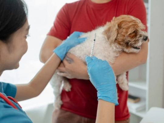puppy-vaccination-schedule-by-age