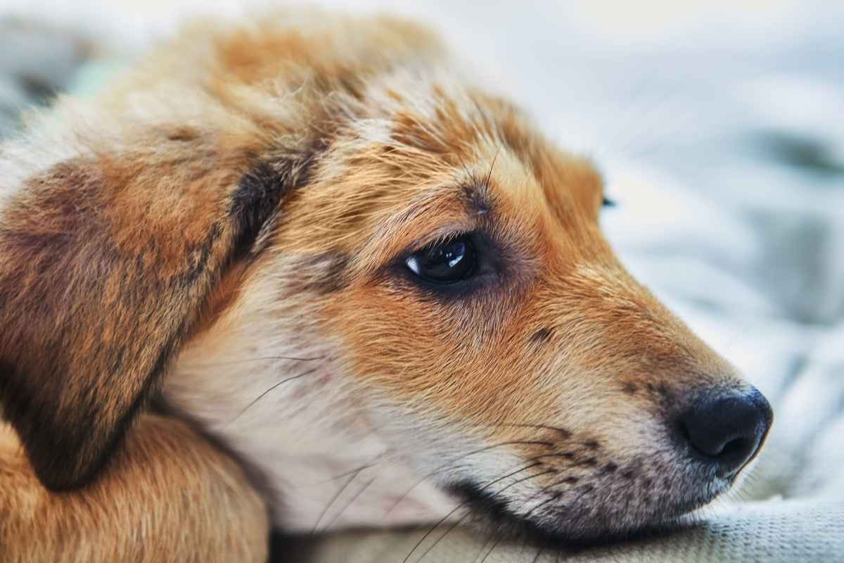 dog-coughing-after-playing-outside-causes