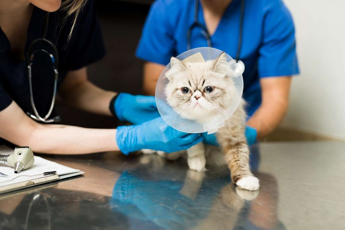 spaying-and-neutering-benefits-for-lifelong
