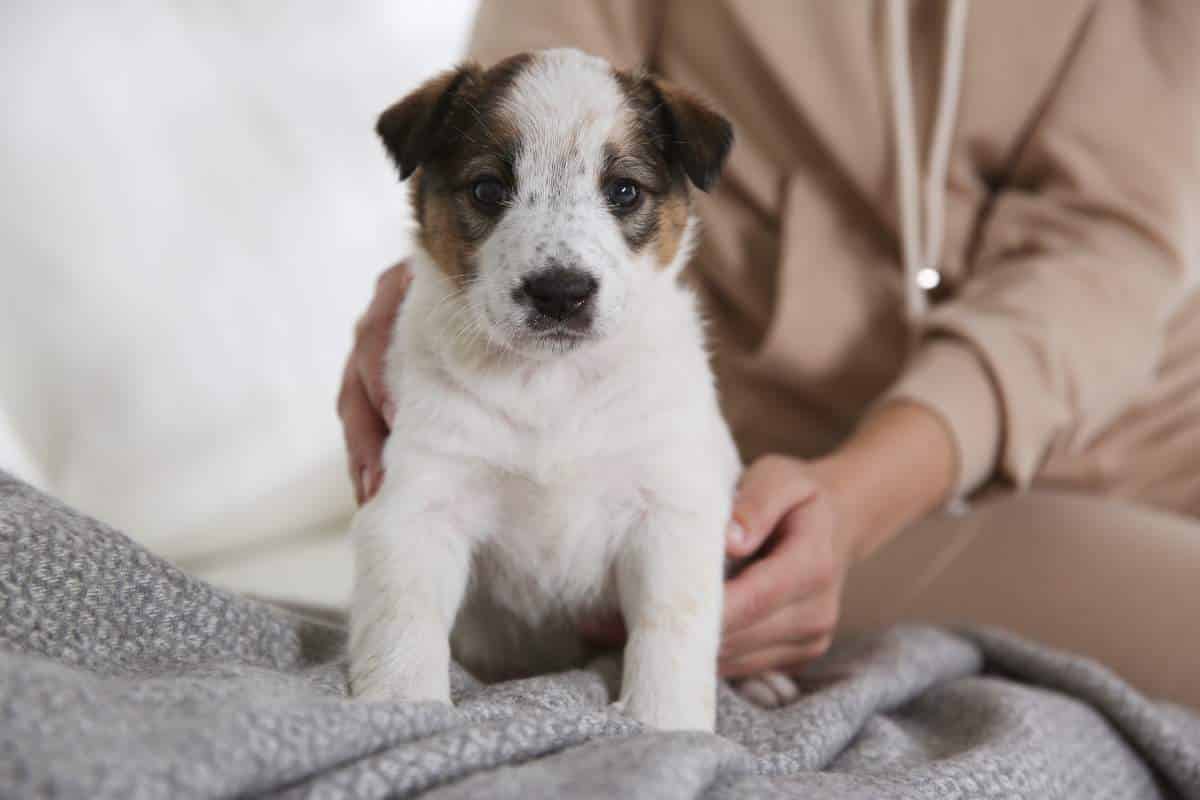 most-common-orthopedic-surgeries-for-dogs