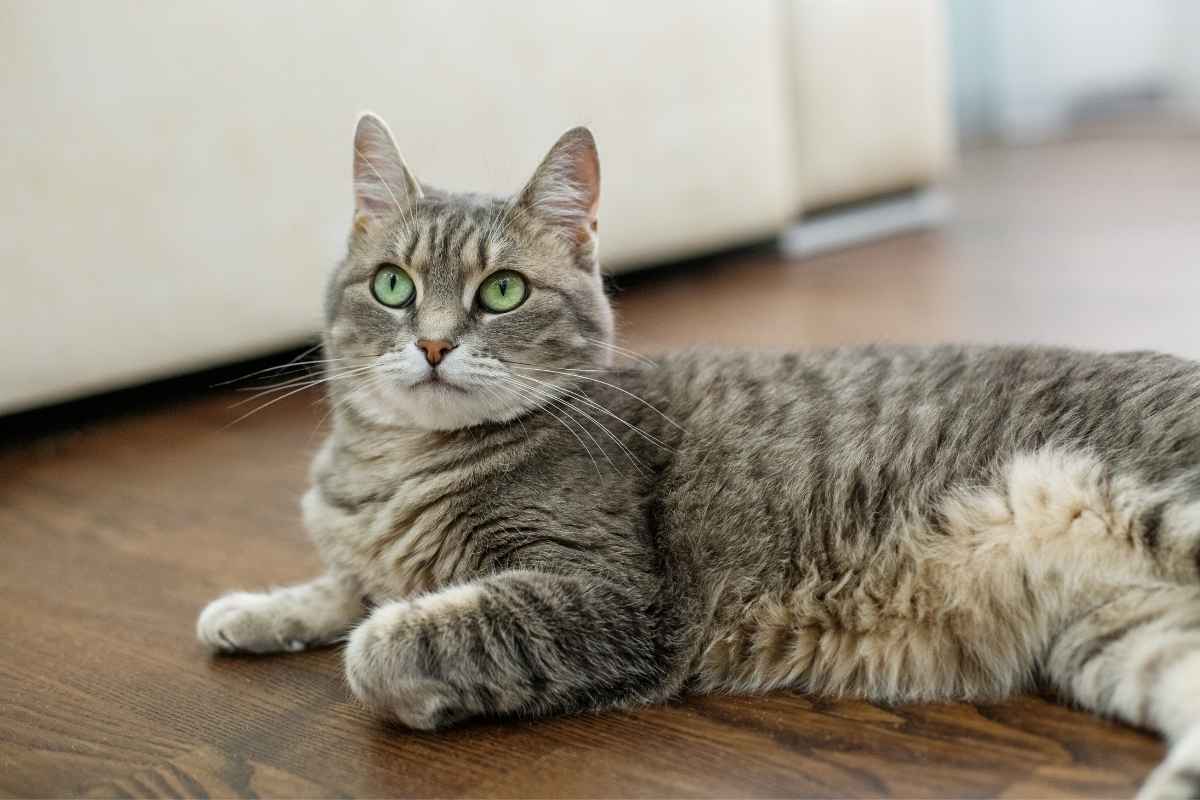 warning-signs-cat-should-see-vet-right-away