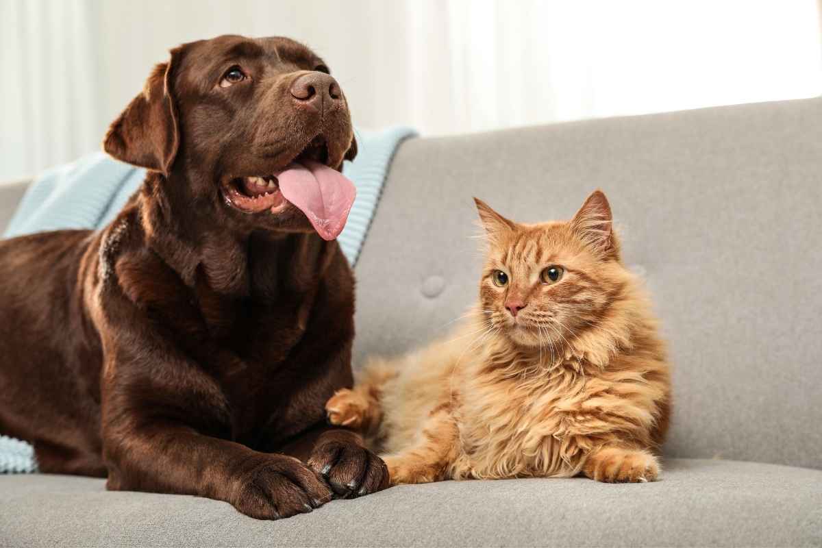 what-is-considered-urgent-pet-care