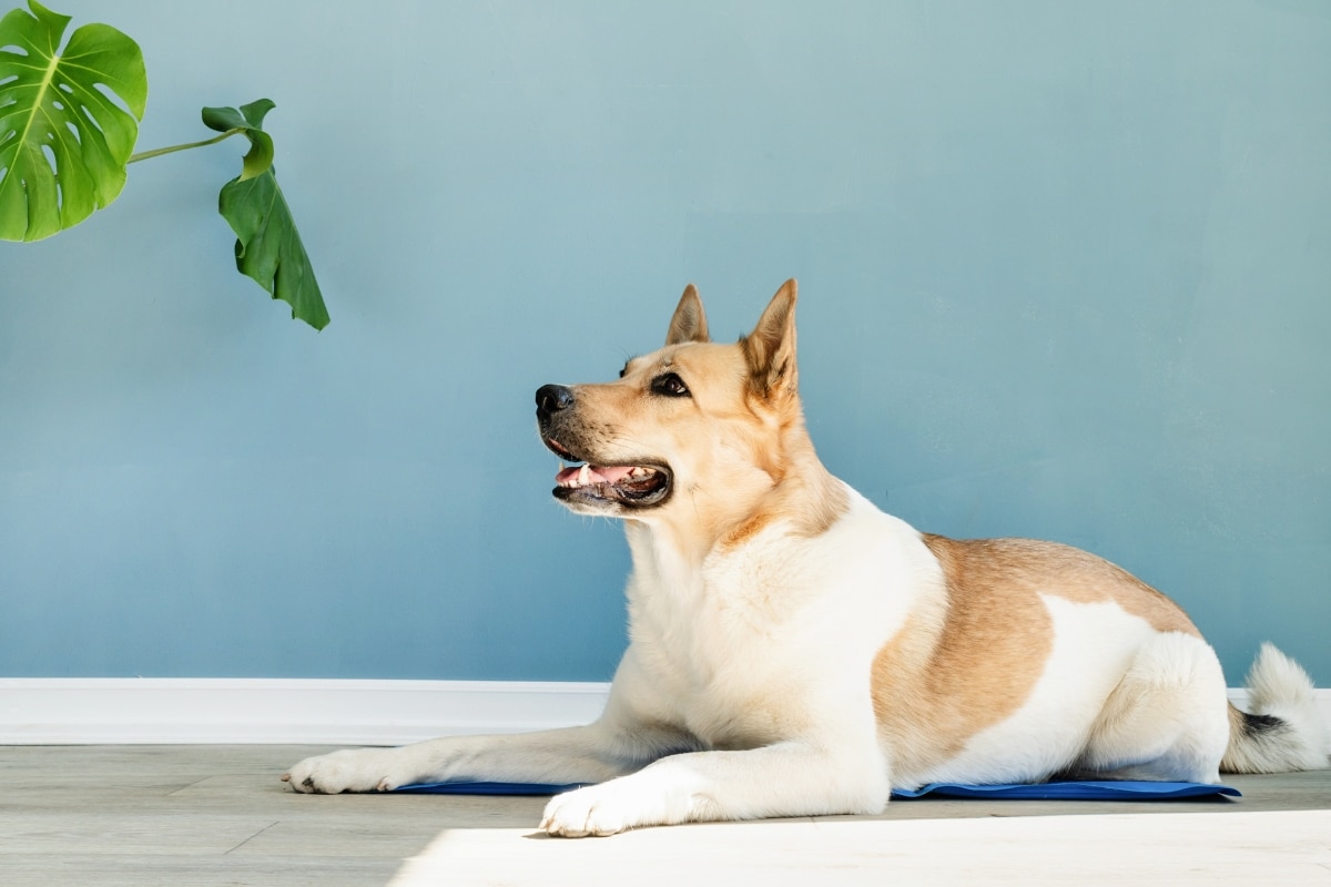 five-common-tplo-mistakes-and-how-to-fix-them