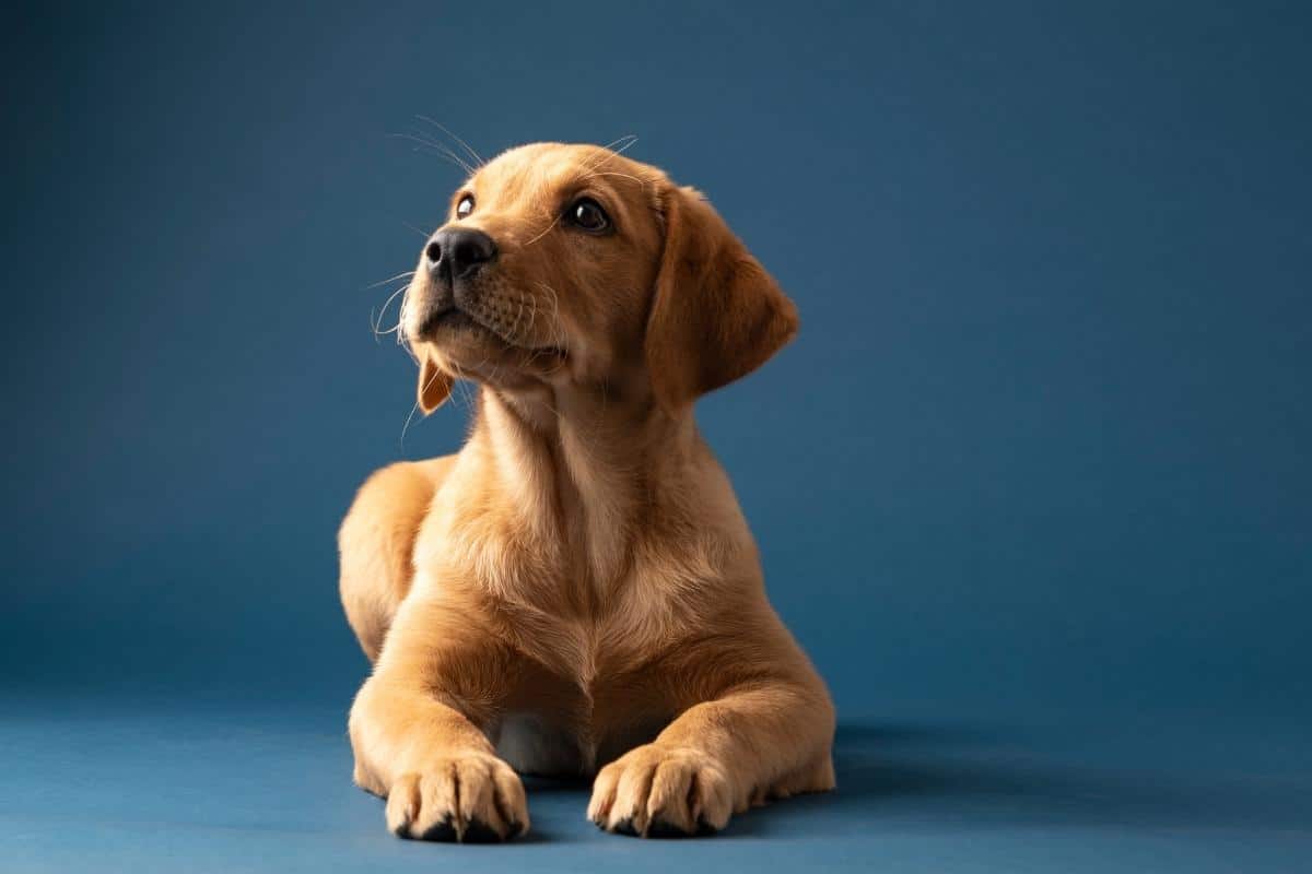 risks-of-delaying-orthopedic-surgery-in-pets