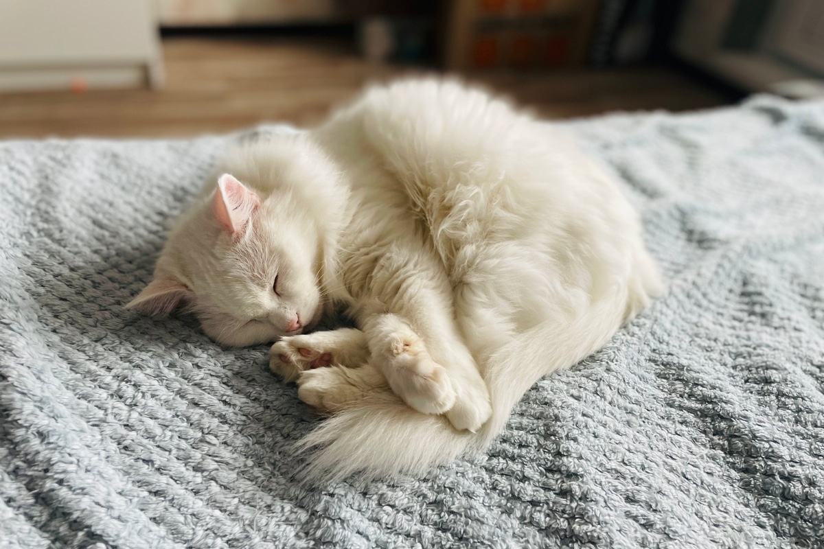 when-is-weight-loss-in-cats-a-sign-of-urgent-illness