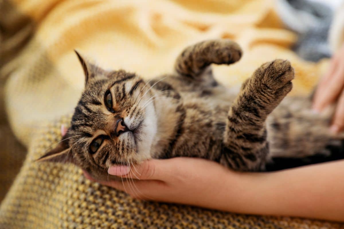 at-home-cat-health-assessment