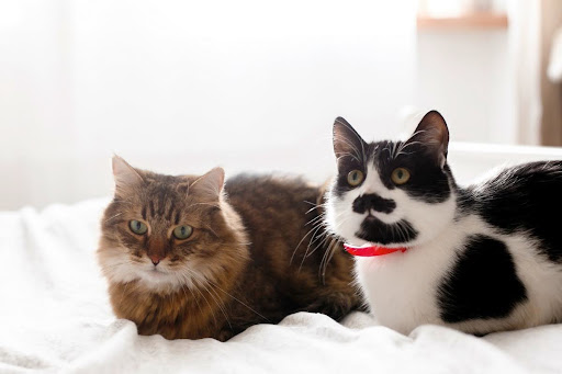 one-cat-or-two-how-to-choose