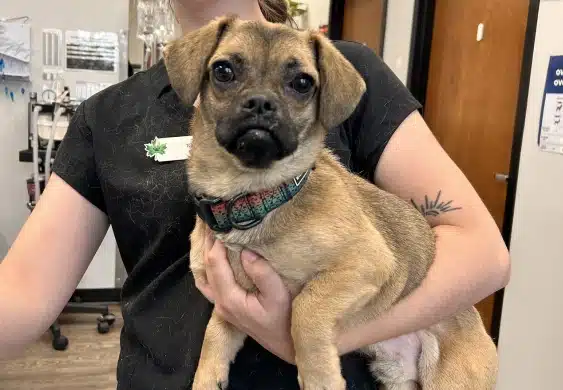 A veterinary staff member in black scrubs holding a small tan puggle-mix puppy with a teal patterned collar inside a clinic exam room.
