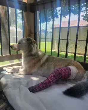 Cinder recovering with a bandaged leg after TPLO surgery
