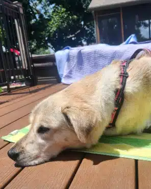 Cinder resting outdoors during recovery