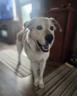 Cinder standing happily, fully recovered