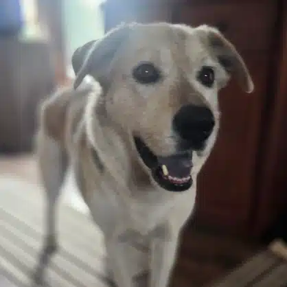 Cinder's Owner Testimonial