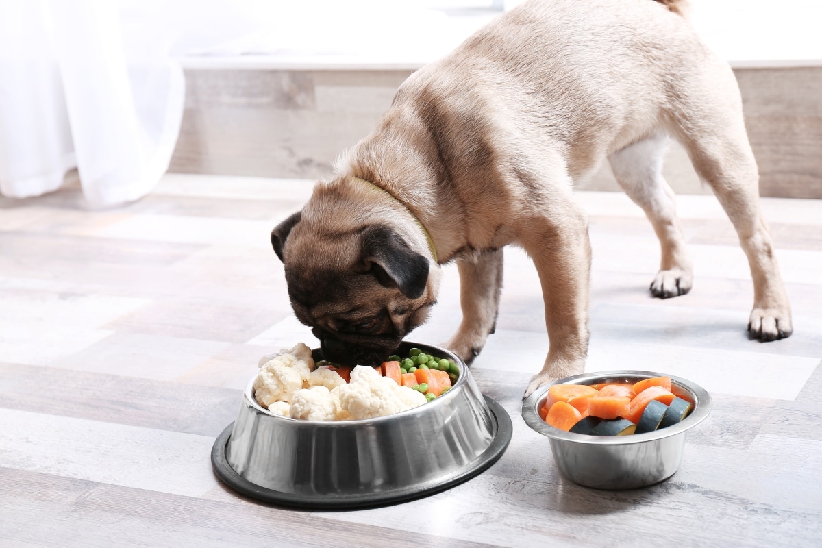 pet-nutritional-needs-change-with-age