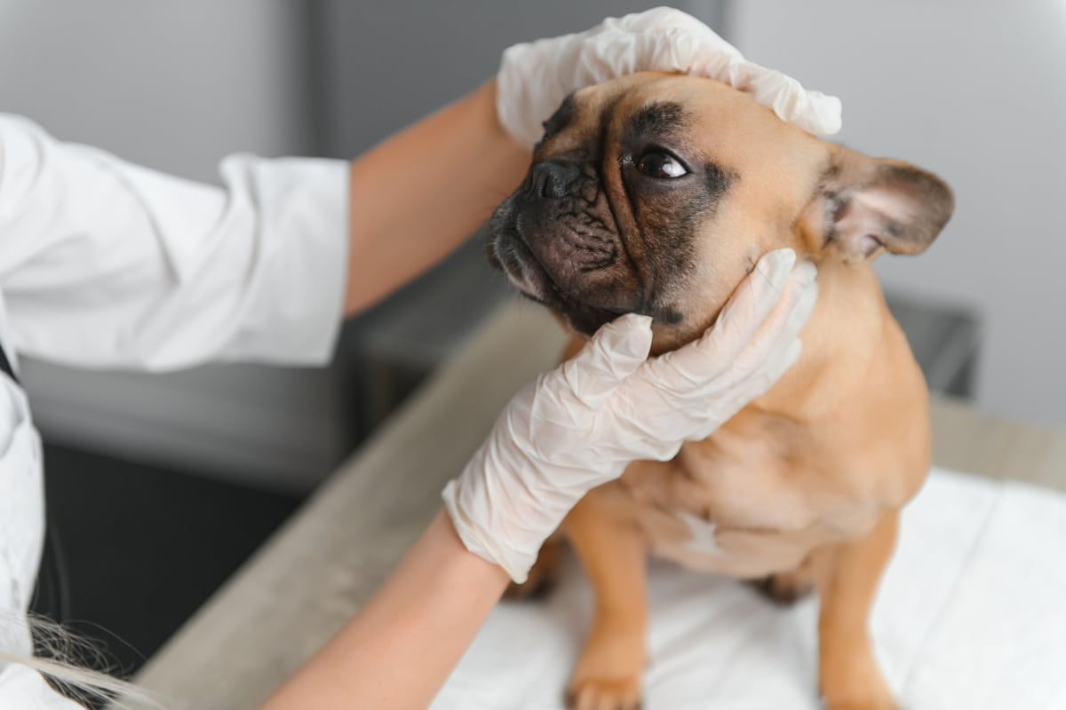 rehabilitation-exercises-large-dogs-fractures