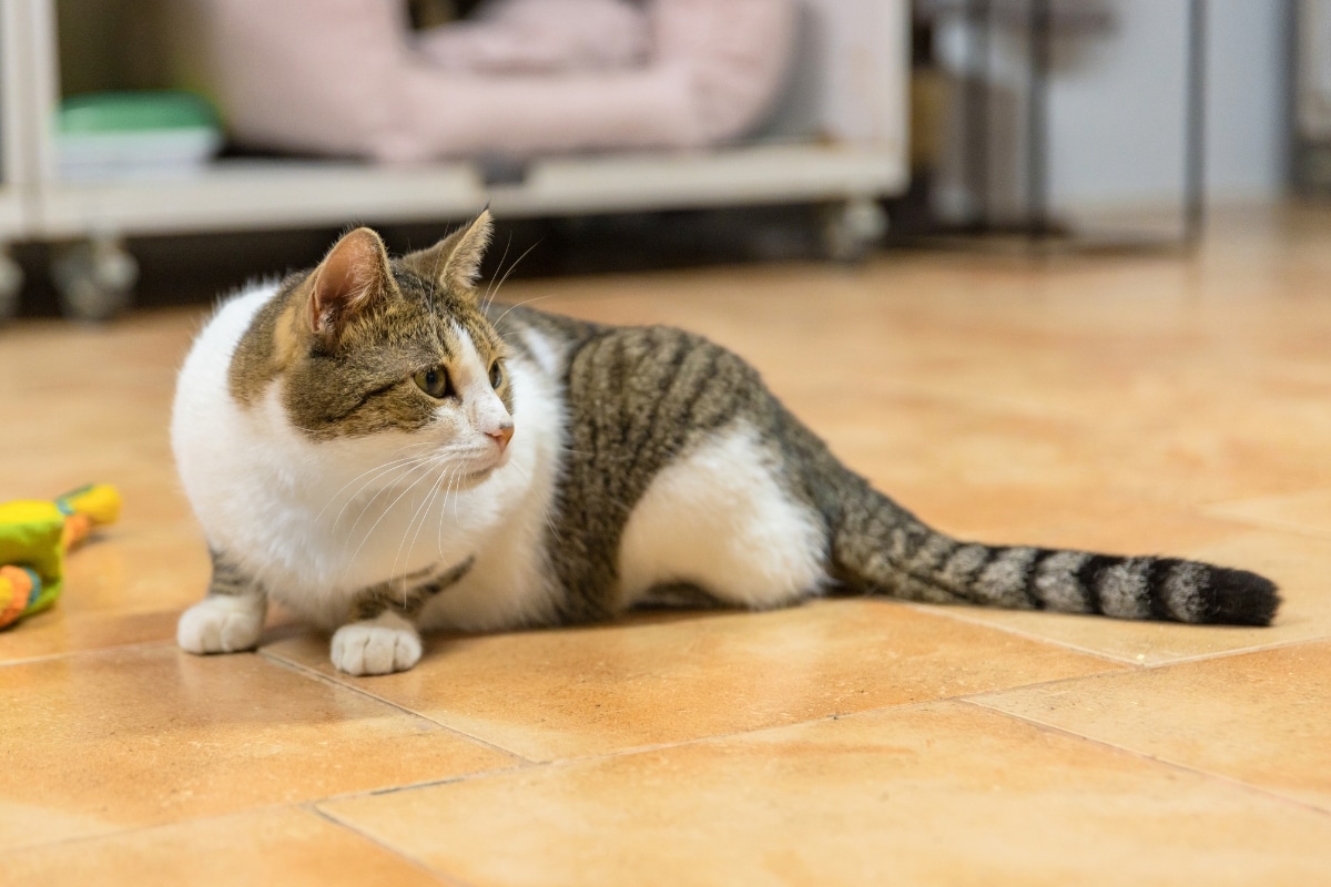 rescue-cat-dental-care-brushing