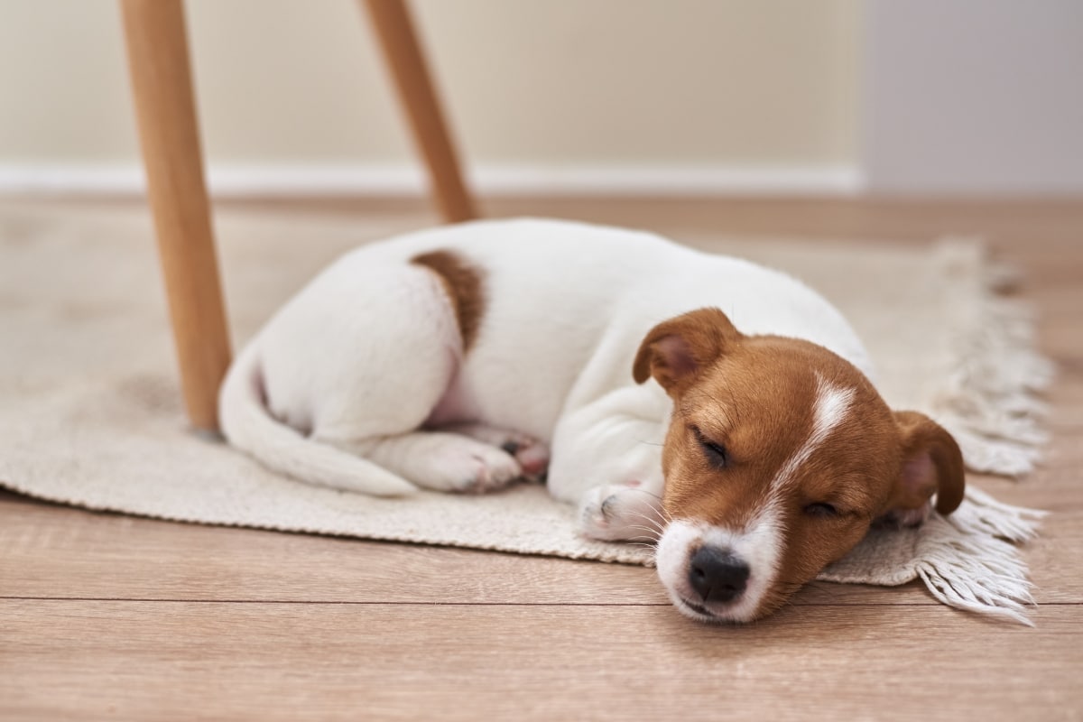 small-dog-bone-joint-problems-toy-breeds
