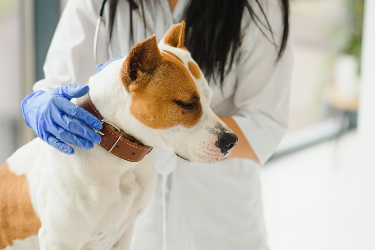 dog-limping-after-tplo-surgery